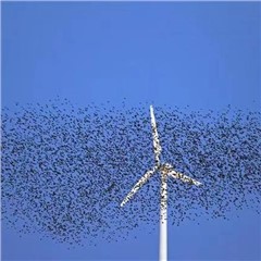 風力發電-鳥情